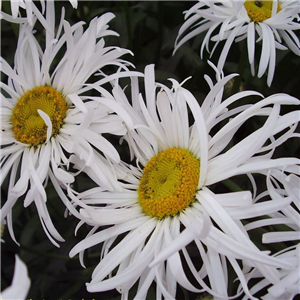 Leucanthemum superbum Beaute Nivellois