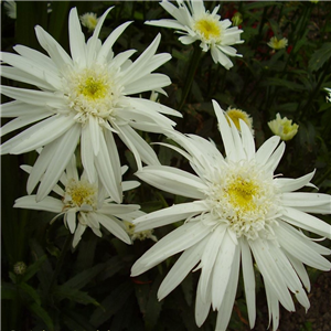 Leucanthemum superbum Christine Hagemann