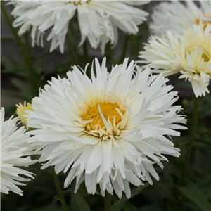 Leucanthemum superbum Coconut