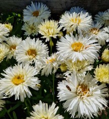 Leucanthemum superbum Coconut