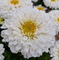 Leucanthemum superbum Crazy Daisies