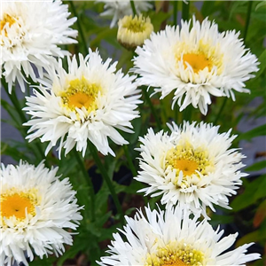 Leucanthemum superbum Engelina