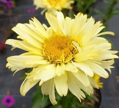 Leucanthemum superbum Goldfinch