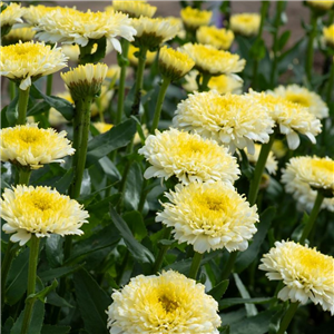 Leucanthemum superbum Luna