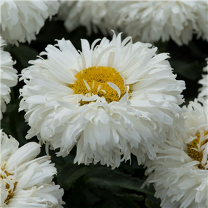 Leucanthemum superbum Macaroon