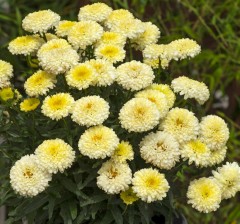 Leucanthemum superbum Real Deal