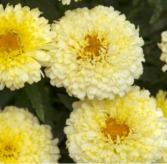 Leucanthemum superbum Real Deal