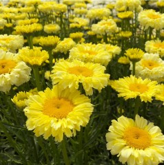 Leucanthemum superbum Real Goldcup