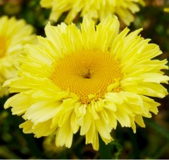 Leucanthemum superbum Real Goldcup