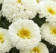 Leucanthemum superbum Real Snowball