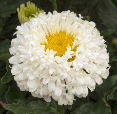 Leucanthemum superbum Real Snowball