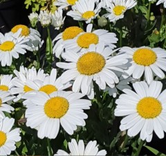 Leucanthemum superbum Snow Lady