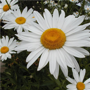 Leucanthemum superbum White Knight