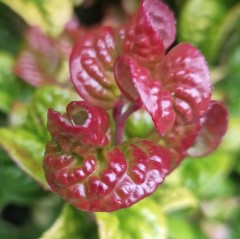 Leucothoe axillaris Curly Red