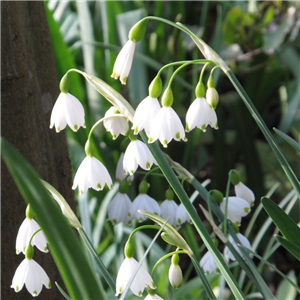 Leucojum aestivum. Loose per 10 bulbs.