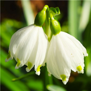 Leucojum aestivum (Summer Snowflake)