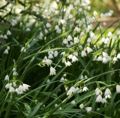 Leucojum aestivum Gravetye Giant