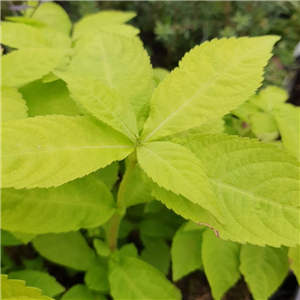 Leucosceptrum japonicum Golden Angel