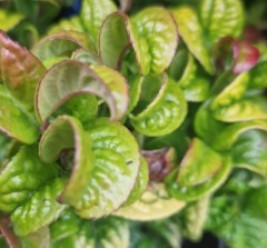 Leucothoe axillaris Curly Red