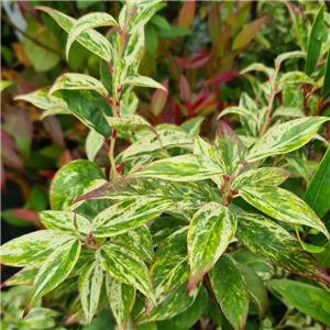 Leucothoe fontanesiana Makijaz