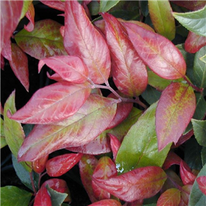 Leucothoe Scarletta Zeblid