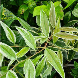 Leucothe fontanesiana Whitewater