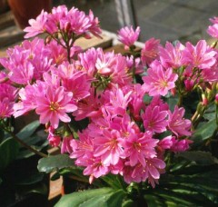 Lewisia cotyledon