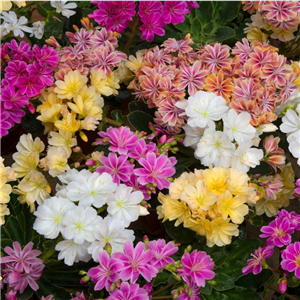 Lewisia cotyledon Elsie Mix