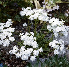 Lewisia cotyledon