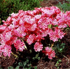 Lewisia cotyledon