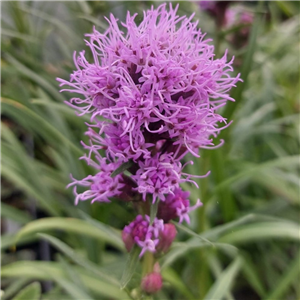 Liatris spicata Floristan Violet