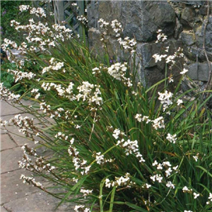 Libertia grandiflora