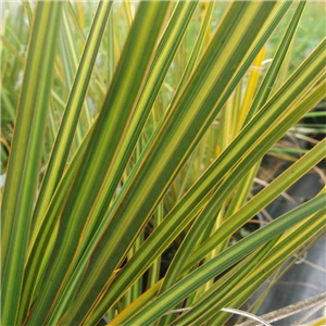 Libertia ixiodes Sunset Strain