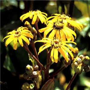 Ligularia dentata Othello