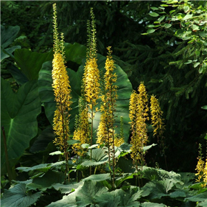 Ligularia stenocephala The Rocket