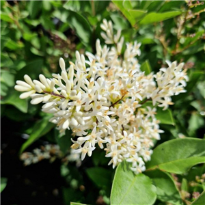 Ligustrum Black Pearl