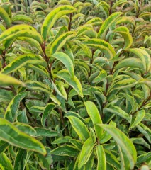 Ligustrum japonicum Excelsum Superbum