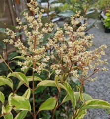 Ligustrum japonicum Excelsum Superbum