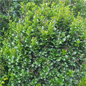 Ligustrum japonicum Rotundifolium