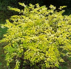 Ligustrum undulatum Lemon and Lime