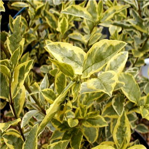 Ligustrum ovalifolium Variegatum