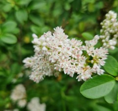 Ligustrum sinense Wimbei