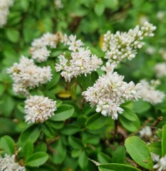 Ligustrum sinense Wimbei