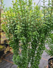 Ligustrum sinense Wimbei