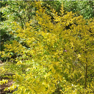 Ligustrum undulatum Lemon and Lime