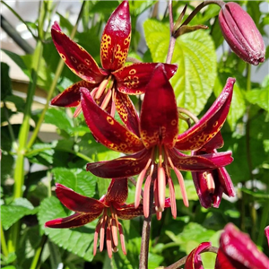 Lilium martagon Claude Shride