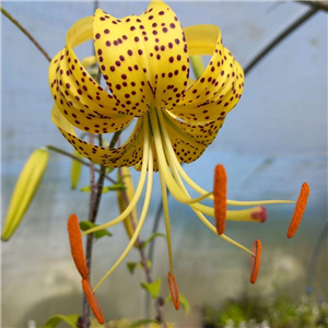 Lilium lancefolium var. flaviflorum