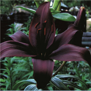 Lilium Night Rider