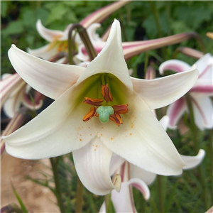 Lilium pricei