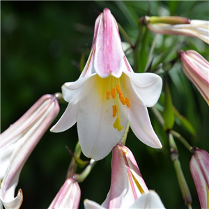 Lilium regale